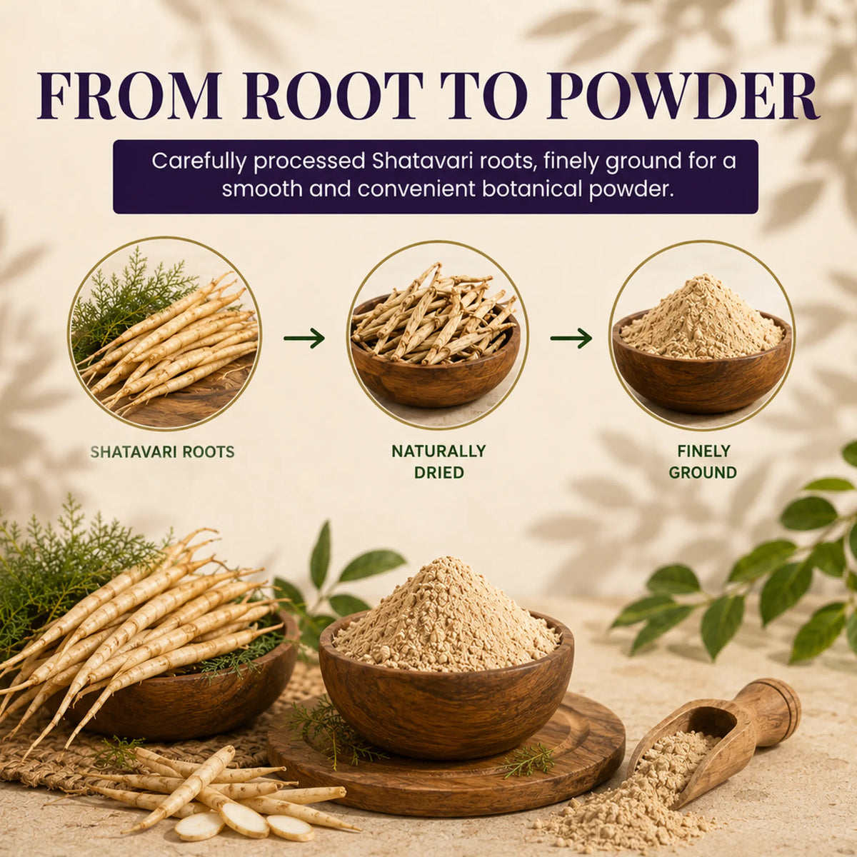 Shatavari Root Powder
