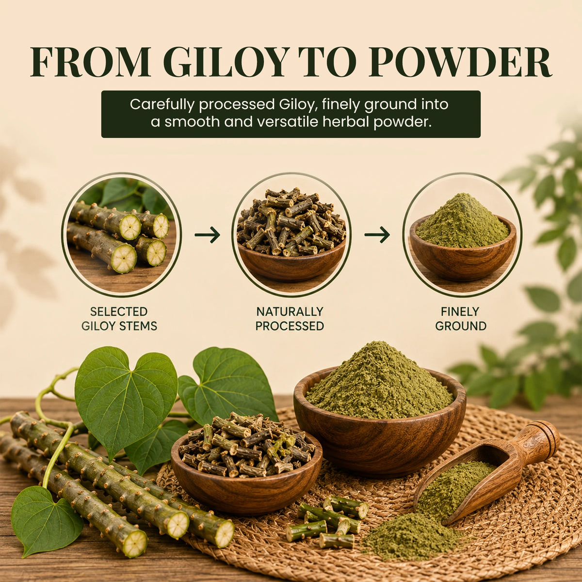 Giloy (Guduchi) Powder by Ruphe19 Naturenest, photo 5